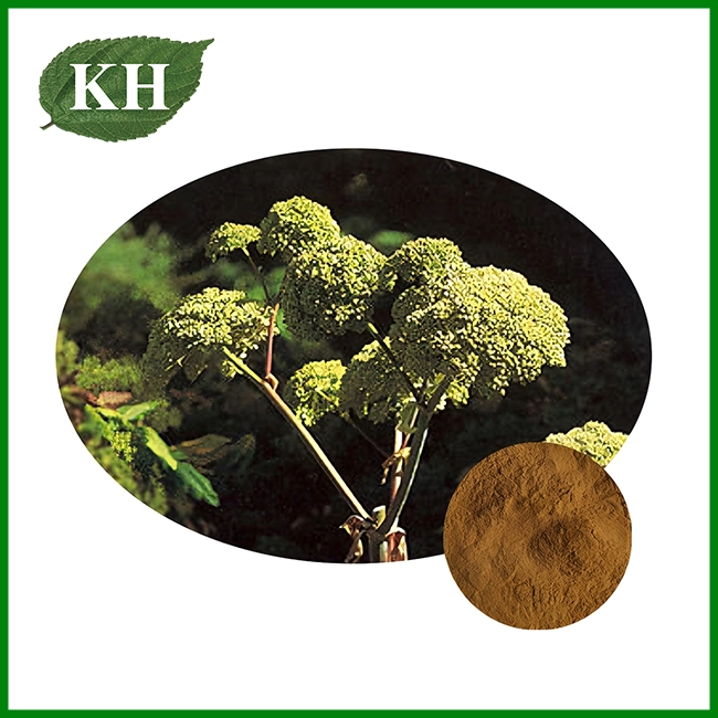 Angelica Officinalis Extract